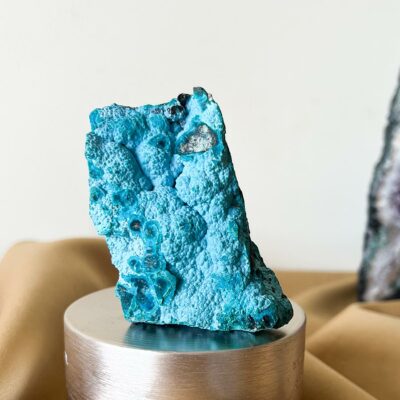 malacola em bruto surya cristas