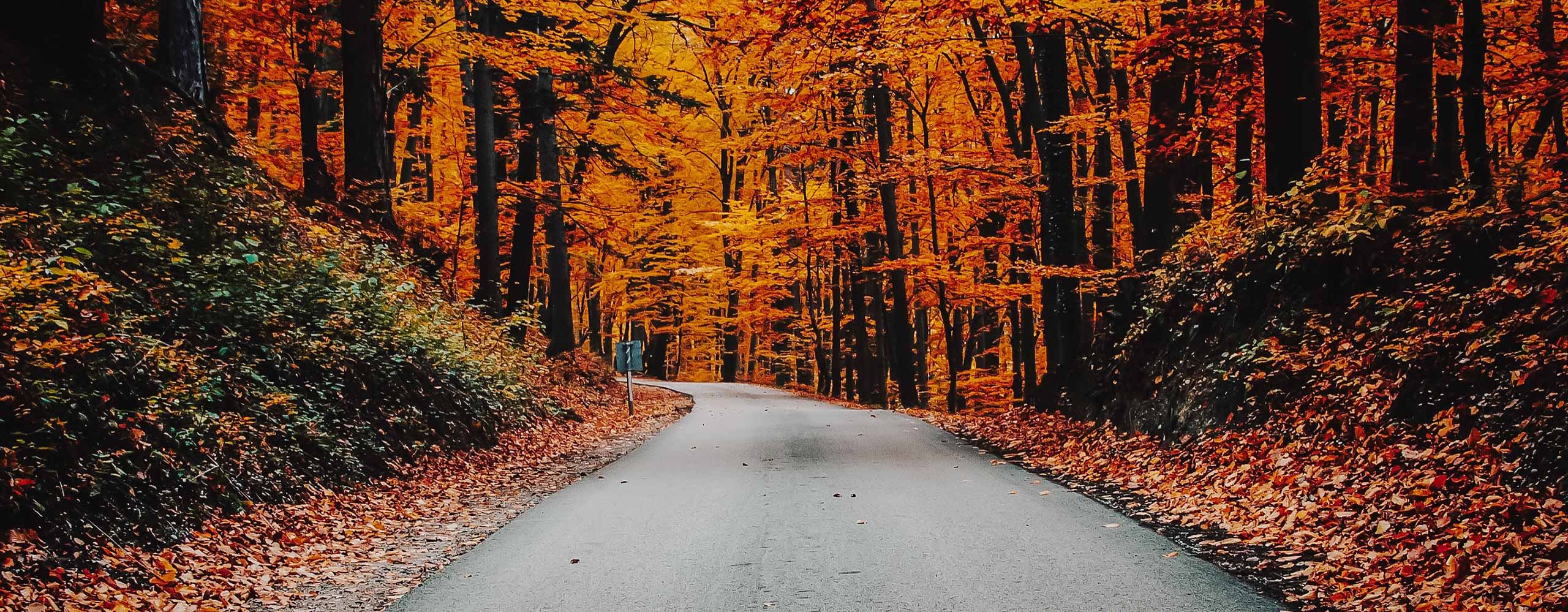 florais de bach surya cristais