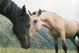 ano do cavalo 2026 surya cristais