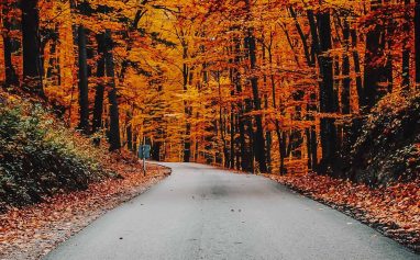 florais de bach surya cristais